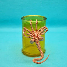 Load image into Gallery viewer, 1/6 Alien Facehugger (with Bottle Experiment) - MJ@TreasureHearts Toys & Collectibles