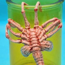 Load image into Gallery viewer, 1/6 Alien Facehugger (with Bottle Experiment) - MJ@TreasureHearts Toys & Collectibles