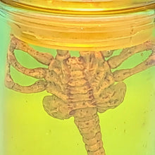 Load image into Gallery viewer, 1/6 Alien Facehugger (with Bottle Experiment) - MJ@TreasureHearts Toys & Collectibles