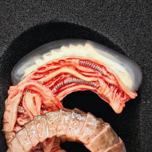 Load image into Gallery viewer, The Horrible Lab Series Part 1 - Larva - MJ@TreasureHearts Toys & Collectibles