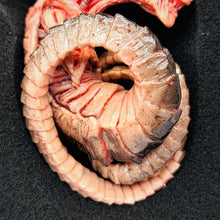 Load image into Gallery viewer, The Horrible Lab Series Part 1 - Larva - MJ@TreasureHearts Toys & Collectibles