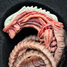 Load image into Gallery viewer, The Horrible Lab Series Part 1 - Larva - MJ@TreasureHearts Toys & Collectibles