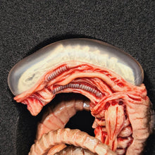 Load image into Gallery viewer, The Horrible Lab Series Part 1 - Larva - MJ@TreasureHearts Toys & Collectibles