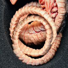 Load image into Gallery viewer, The Horrible Lab Series Part 1 - Larva - MJ@TreasureHearts Toys & Collectibles