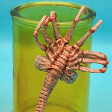 Load image into Gallery viewer, 1/6 Alien Facehugger (with Bottle Experiment) - MJ@TreasureHearts Toys &amp; Collectibles
