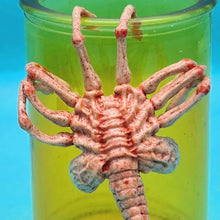 Load image into Gallery viewer, 1/6 Alien Facehugger (with Bottle Experiment) - MJ@TreasureHearts Toys &amp; Collectibles
