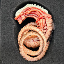 Load image into Gallery viewer, The Horrible Lab Series Part 1 - Larva - MJ@TreasureHearts Toys &amp; Collectibles
